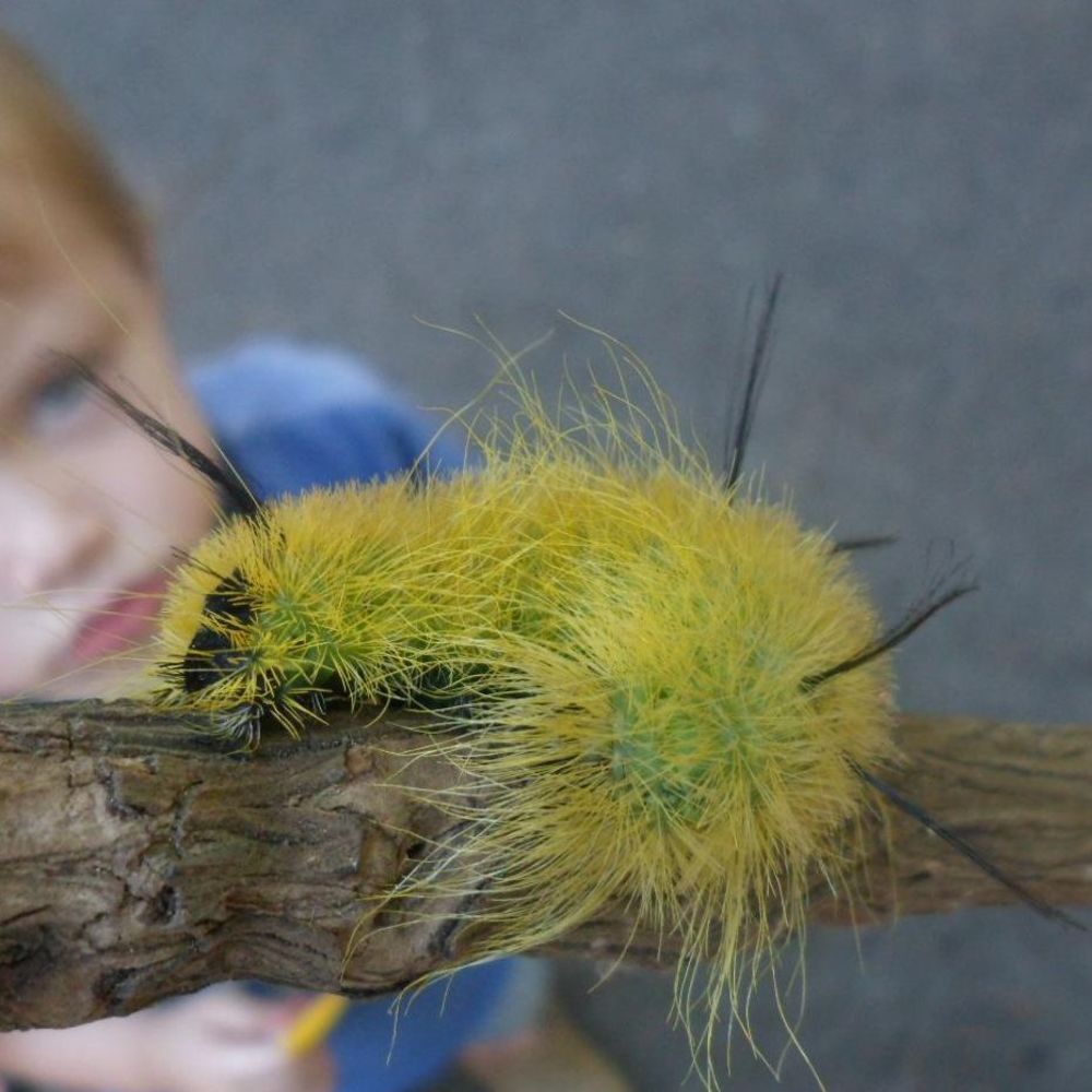 Meet your Posher, Adam